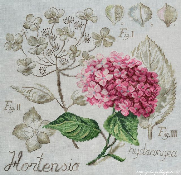 Hydrangea Study - Half Kit