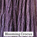 Blooming Crocus